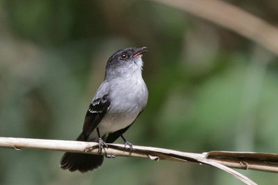 Torrent Tyrannulet