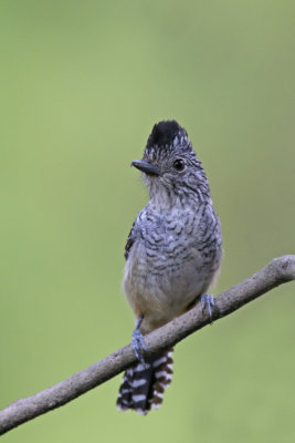 Chapman's Antshrike