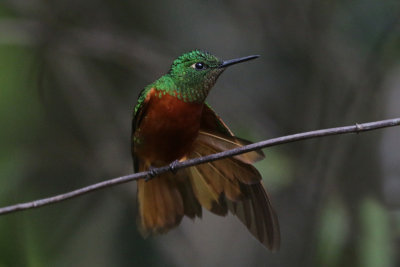 Chestnut-breasted Coronet