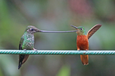 Sword-billed Hummingbird with Chestnut-breasted Coronet