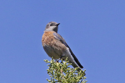 Western Bluebird