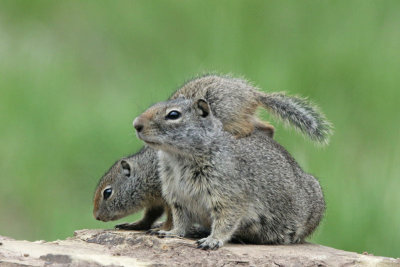 Uinta Ground Squirrel (Potgut)