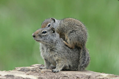 Uinta Ground Squirrel (Potgut)