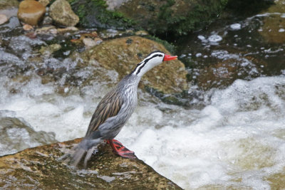 Torrent Duck