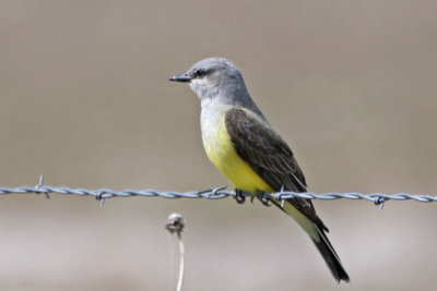 Western Kingbird