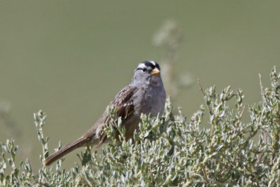 White-crowned Sparrow