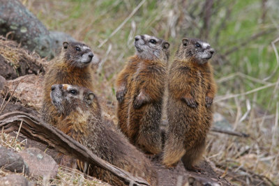 Yellow-bellied Marmots