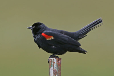 Red-winged Blackbird