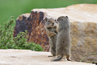 Young Uinta Ground Squirrels