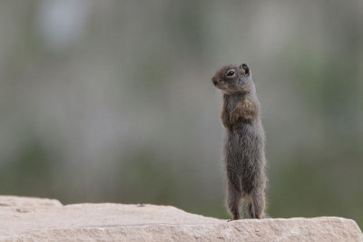 Uinta Ground Squirrel (Potgut)