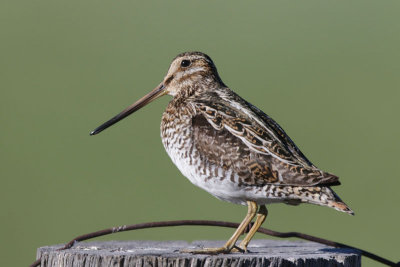 Wilson's Snipe