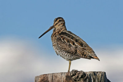 Wilson's Snipe