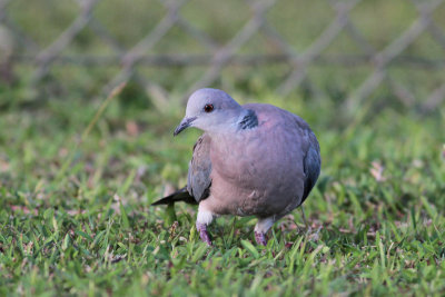Philippine Collared Dove