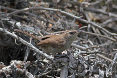 Bewick's Wren