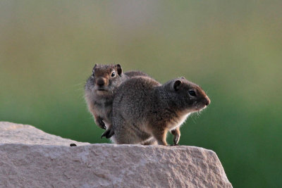 Uinta Ground Squirrels (Potgut)