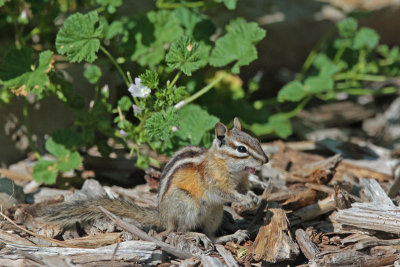 Uinta Chipmunk