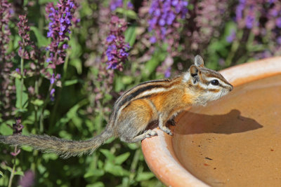 Uinta Chipmunk