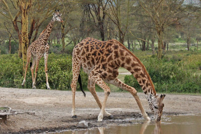 Mammals of Kenya