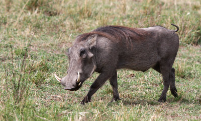 Warthog