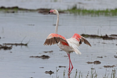 Greater Flamingos