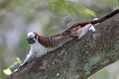 Geoffroy's Tamarin