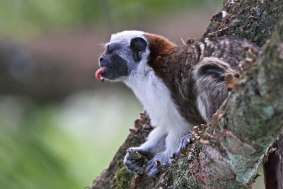 Geoffroys Tamarin