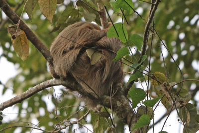 Hoffman's Two-toed Sloth