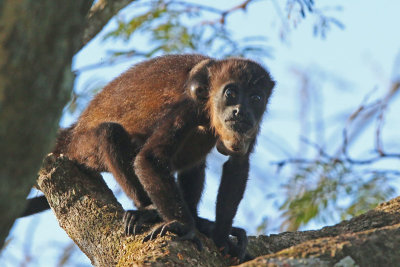Young Mantled Howler Monkey