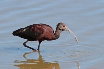 White-faced Ibis