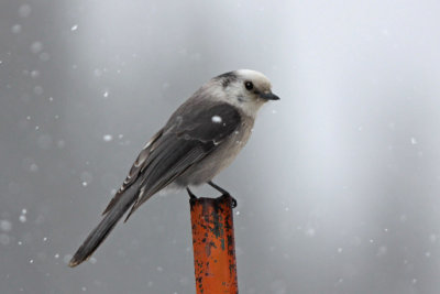 Canada Jay