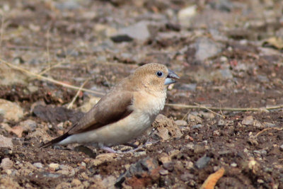 African Silverbill