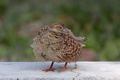 Gray Francolin