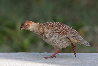 Gray Francolin