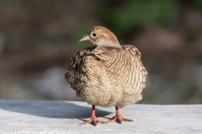 Gray Francolin