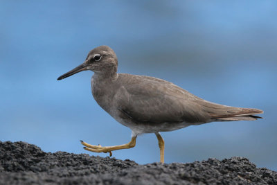 `Ulili (Wandering Tattler)