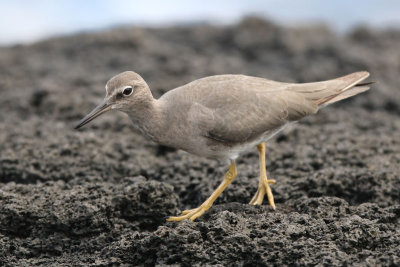 `Ulili (Wandering Tattler)