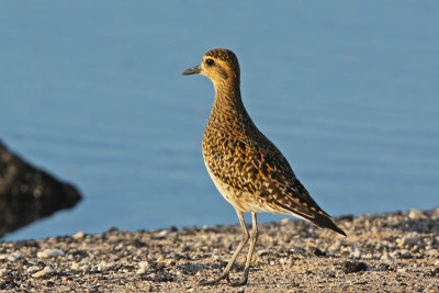 Kolea (Pacific Golden-Plover)