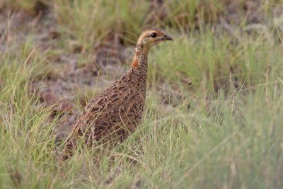 Black Francolin female