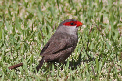 Common Waxbill