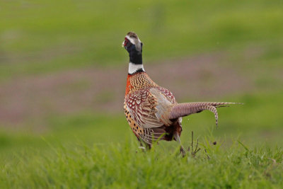 Ring-necked Pheasant