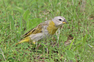 Saffron Finch