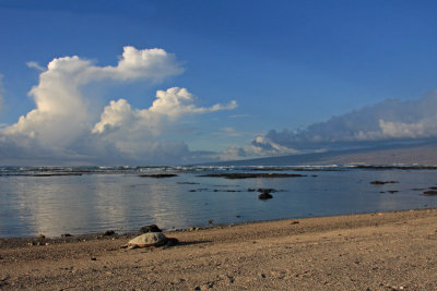 Puako beach