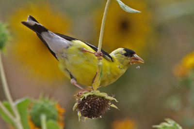 American Goldfinch