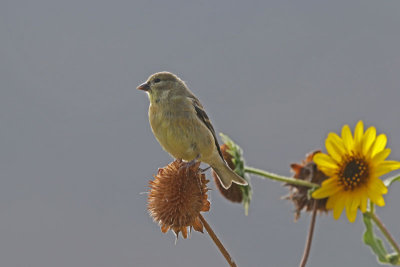 American Goldfinch