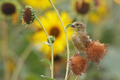 American Goldfinch