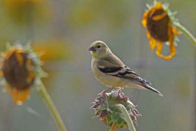 American Goldfinch