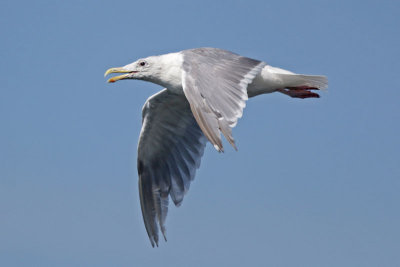 Gull