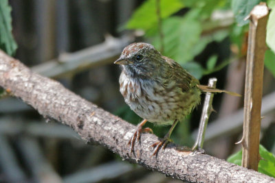 Song Sparrow (WA)