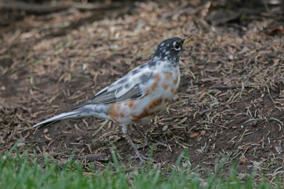 American Robin preparing for Halloween?