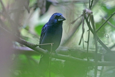 Blueblack Grosbeak